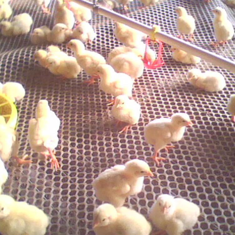 塑料养鸡网